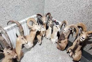 کشف کارگاه بزرگ و غیرمجاز تاکسیدرمی حیوانات در کرمان