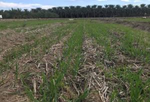 کشت ۱۳ هزار هکتاری گندم در استان هرمزگان آغاز شد