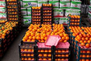 توزیع میوه شب عید با هدف ثبات قیمت و آرامش بازار انجام می‌شود