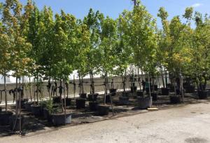 تجهیز نهالستان‌های همدان در سومین سال طرح مردمی کاشت یک میلیارد درخت