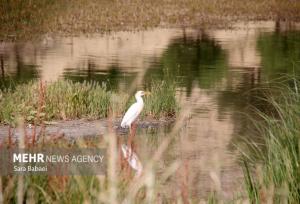 قائمی: تالاب‌های نقده دوباره آبگیری شدند؛ احیای تالاب حسنلو