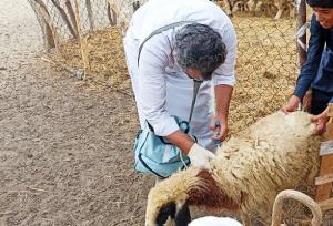 واکسیناسیون رایگان بیش از ۱ میلیون راس دام سبک در هرمزگان