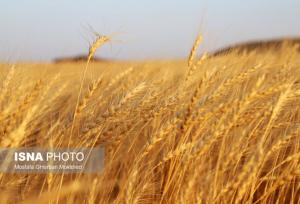 ۲۱۰ هزار هکتار گندم آبی در خوزستان کشت شد