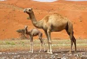 تولید ۱۱۰ تن گوشت شتر در خراسان شمالی