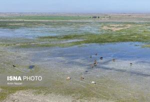ابتلای برخی دام‌های محلی تالاب «بامدژ» به تب برفکی