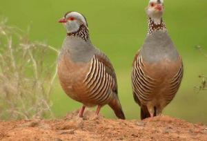 نجات کبک‌های وحشی از چنگال سوداگران در بهار