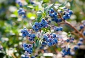 ارزش اقتصادی بلوبری در کشور به ۹۶ دلار در هر کیلو گرم می‌رسد