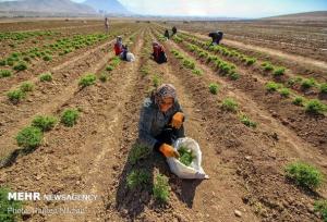 نهادهای دولتی بستر «مشارکت مردم» در تولید را فراهم می‌کنند