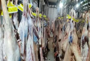 کشتار ۳ هزار دام سبک و سنگین در کشتارگاه گچساران