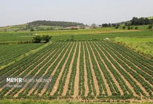استفاده از سامانه LFP برای ادارات ثبت و جهاد کشاورزی الزامی شد