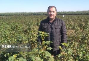 بررسی دلایل افت کشت پنبه در گلستان در گفتگو با دانشمند برتر جهان