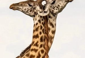 ۷ لحظۀ استثنایی «حیات وحش» از قاب دوربین بهترین عکاسان طبیعت در جهان