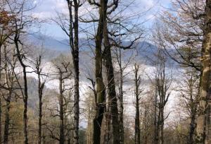 بازداشت قاچاقچی حرفه‌ای قطع درختان در لیسار/ اهمیت حفاظت از هیرکانی