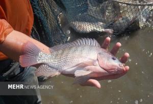 پرورش تیلاپیا اکوسیستم را تخریب می‌کند؛ مخالفت قاطع محیط‌زیست اصفهان