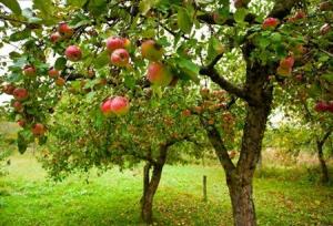 تولید ۱۲ میلیون تن محصولات باغی در سال گذشته