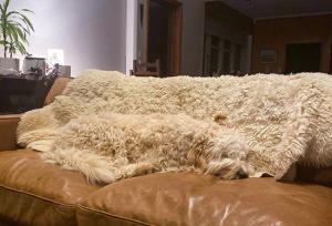 اجسام پنهان شده در این تصاویر را پیدا کنید