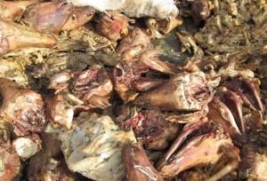 ۱۰ تن کله‌پاچه فاسد در انبار غیرمجاز ملک‌شهر اصفهان کشف شد  