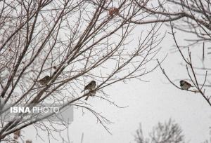 هوای سرد در فارس ماندگار است/ ثبت دمای منفی ۱۹ درجه در دشت نمدان اقلید
