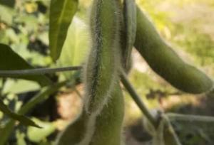 عملکرد بالای کشت پایلوت سویا در دهلران