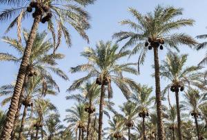 علی‌پور: الگوی ملی برای کنترل سوسک سرخرطومی خرما ایجاد می‌شود