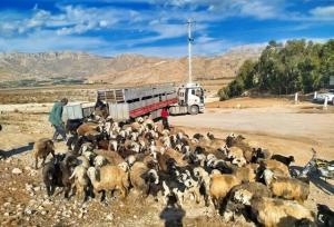 ورود قاطع دادستان کازرون به موضوع دام غیر مجاز در تالاب پریشان