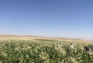 کشت ذرت مکزیکی در بن در راستای تنوع‌بخشی به محصولات کشاورزی