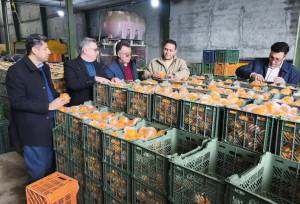 حسامی: ۴۰۰ تن میوه شب عید در آذربایجان غربی ذخیره سازی شد