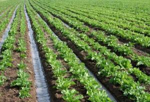 یوسفی: ۷۰ هزار هکتار از اراضی کشاورزی دهلران به کشت پاییزه اختصاص یافت