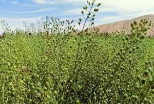 ‌آغاز طرح توسعه کشت گیاه روغنی کاملینا در اراضی دیم کردستان