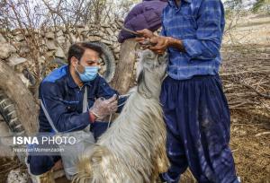 زنجان در خط مقدم مقابله با تب برفکی / آغاز واکسیناسیون گسترده علیه سویه جدید