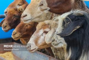 ۴۱ رأس دام زنده قاچاق در بندرلنگه کشف شد