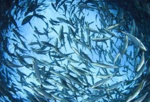 خوزستان سومین تولیدکننده شیلات کشور است