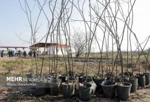 درخت‌هایی که‌ در روستای کیلانه به نام پدر کاشته شد