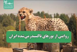 روایتی از یوزهای تاکسیدرمی‌شده ایران