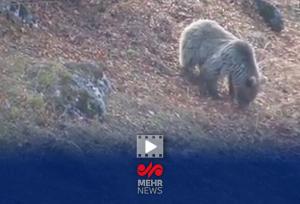 خرس قهوه‌ای مازندران آمادۀ خواب زمستانی می‌شود