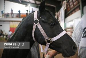جشنواره ملی زیبایی اسب کاسپین در گیلان برگزار می شود