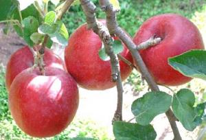 ثبت جشنواره سیب بروجرد در تقویم رویدادهای گردشگری کشور