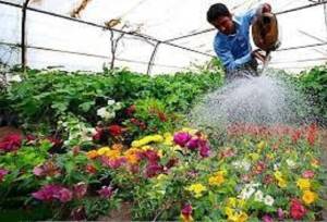 تولید بیش از ۱۲ میلیون انواع گل؛ گامی  در جهت خودکفایی و توسعه منابع درآمدی شهرداری بجنورد