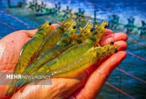 ۱۵۳ پروژه شیلاتی به بهره‌برداری می‌رسد