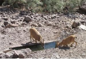 آبشخورهای حیات وحش شهرستان رودان ضدعفونی شد