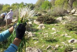 شناسایی بیش از ۸۷۵ هکتار اراضی برای کشت گیاهان دارویی در کرمانشاه