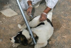 ۱۸۰ هزار راس دام علیه بیماری های دامی و مشترک در تفرش ایمن‌سازی شدند