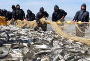 صیادان مازندرانی ۱۰۰۰ تُن ماهی صید کردند