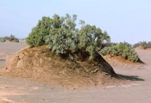 نبکاهای آب شیرین کاشان به ثبت ملی رسید