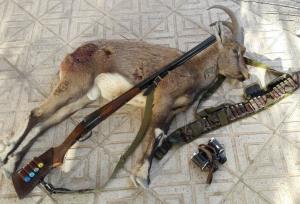 شکارچی کل وحشی در حاجی آباد دستگیر شد