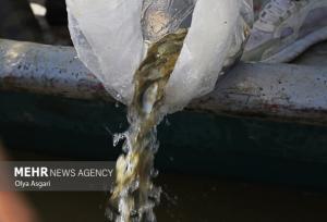 رهاسازی  ۸ میلیون قطعه بچه ماهی در منابع آبی داخلی خوزستان