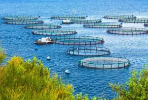 برنامه تولید ۱/۸میلیون تن آبزیان؛ پژوهش‌های کاربردی حمایت می‌شود