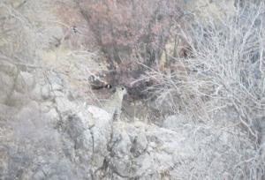 شکوهی: پلنگ ایرانی در پناهگاه حیات‌وحش «کم‌کی» بهاباد حضور پایدار دارد