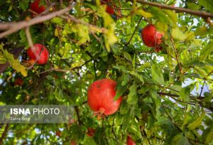 وقتی اصلاح الگوی کشت به کمک انار خراسان جنوبی می‌آید