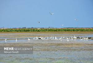 همایش بزرگداشت روز جهانی تالاب‌ها آغاز شد
